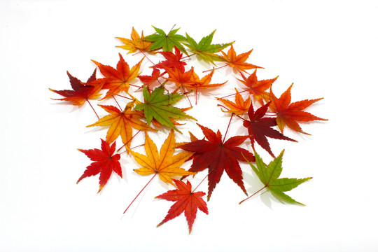 紅楓葉寫真 楓葉特寫
