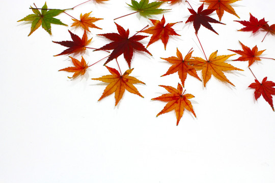 紅楓葉寫真 楓葉特寫