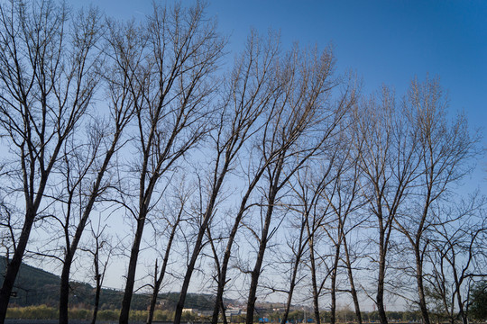 樹林剪影