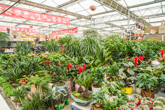 花卉市場