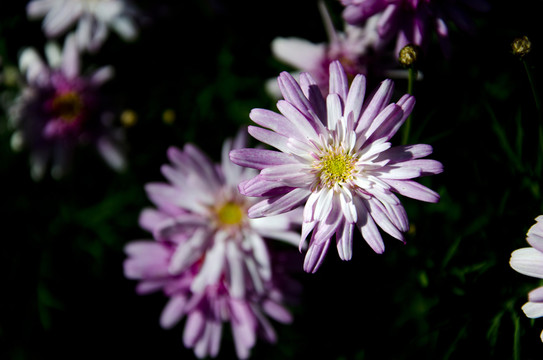 那一片花海
