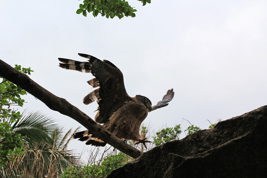 鷹 鳥 雕 隼 動(dòng)物 鳥類 野