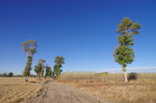東北的鄉(xiāng)村小路