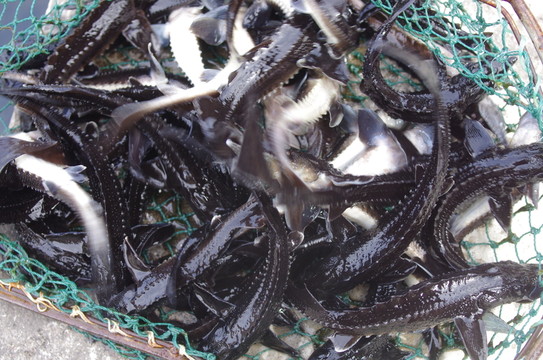 鱘魚苗