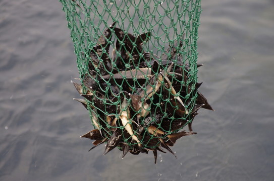 養(yǎng)殖鱘魚