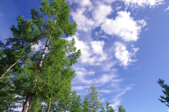 阿爾山森林公園