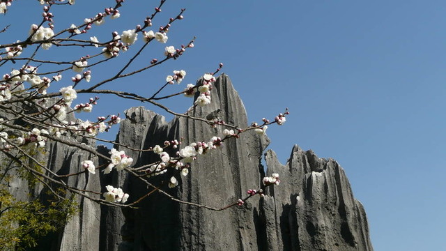 白色花開石林