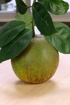 有機(jī)甜橙