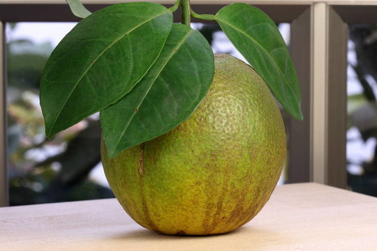 有機(jī)甜橙