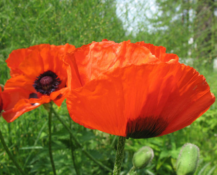 東方罌粟（Papaver orientale）