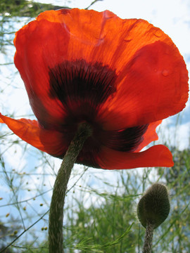 東方罌粟（Papaver orientale）