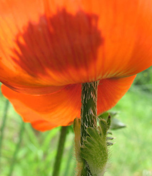 東方罌粟（Papaver orientale）
