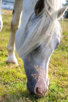 馬