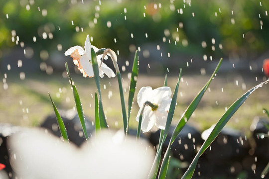 雨下的水仙花