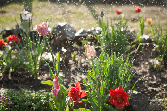 雨中花
