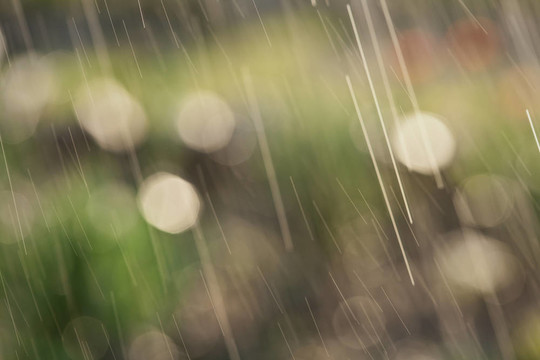 花園里的春雨