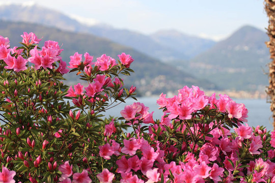 在意大利對阿爾卑斯山和馬焦雷湖Azalea Flowers