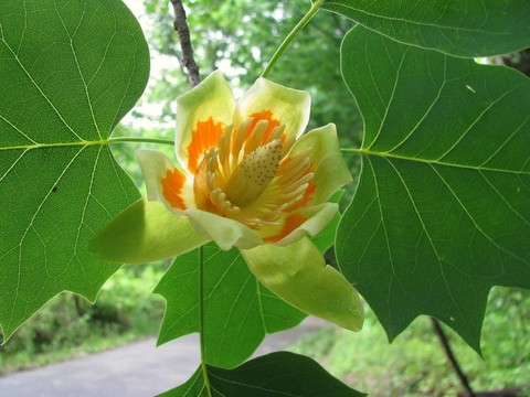 郁金香楊樹開花