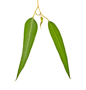 桉樹枝
