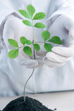 植物在實驗室