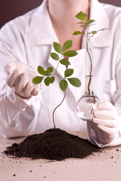 植物在實(shí)驗(yàn)室