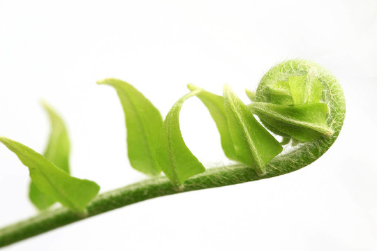 蕨類植物