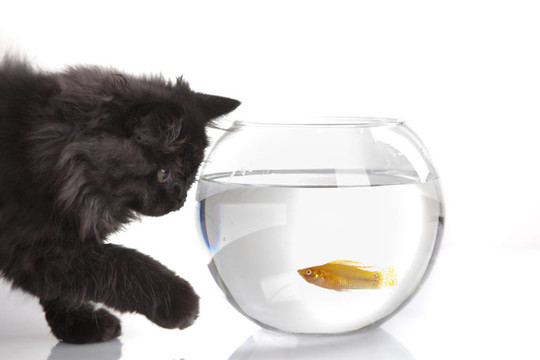 英國長(zhǎng)毛貓和金魚