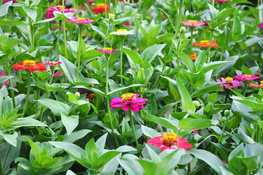 花園里的花