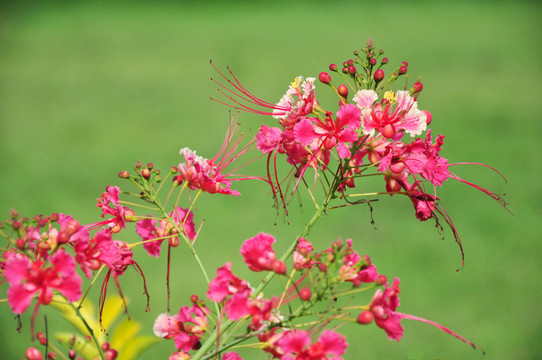 粉紅花綠