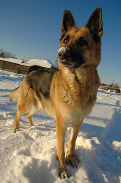有趣的德國(guó)牧羊犬在雪地上玩耍