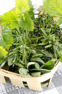 籃子里花園里的藥草