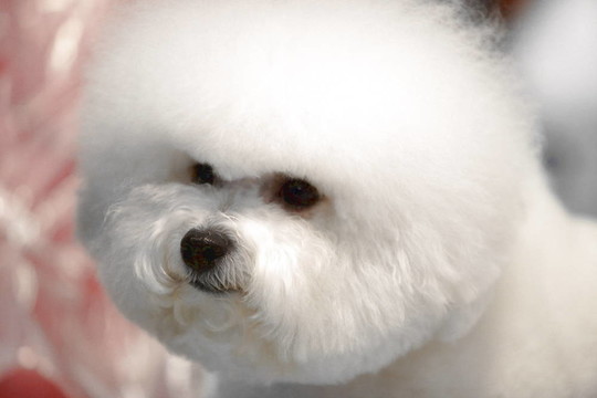 白色的比熊犬