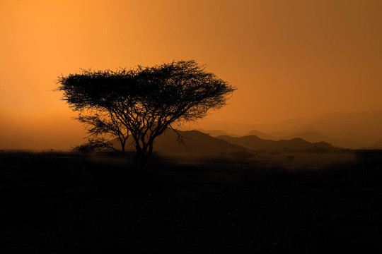 Savanna景觀