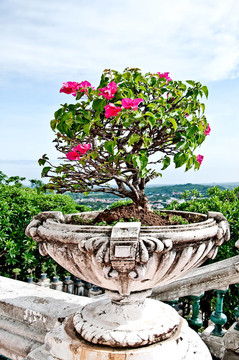 在老Bougainville的花花瓶