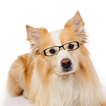 戴眼鏡的邊境牧羊犬