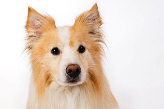 邊境牧羊犬