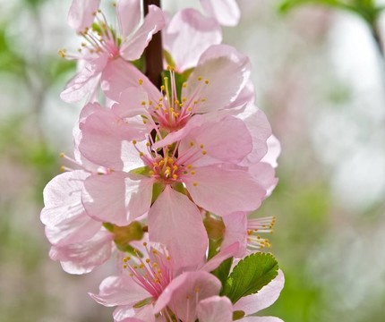 花瓣中的太陽(yáng)