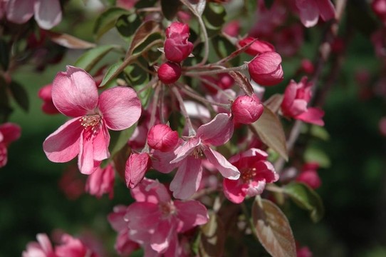 春花蘋果花
