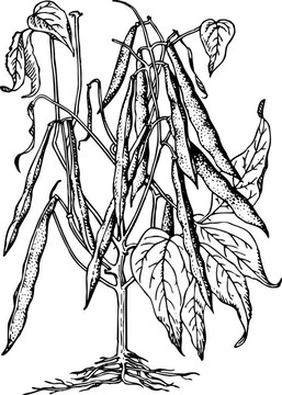 植物豆（菜豆）