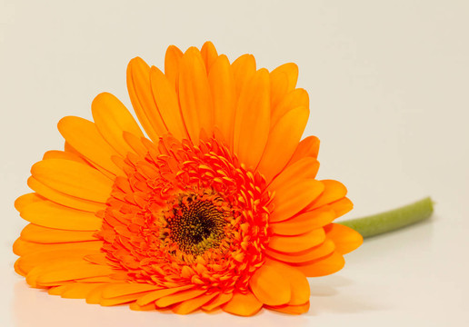 太陽花