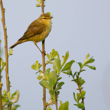 Willow Warbler