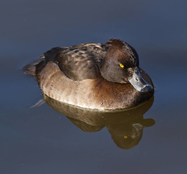 雌性鳳頭鴨游泳