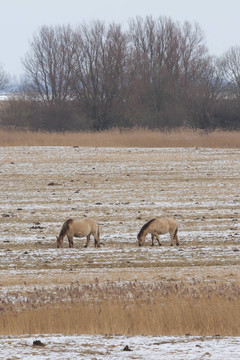 兩放牧Konik horses
