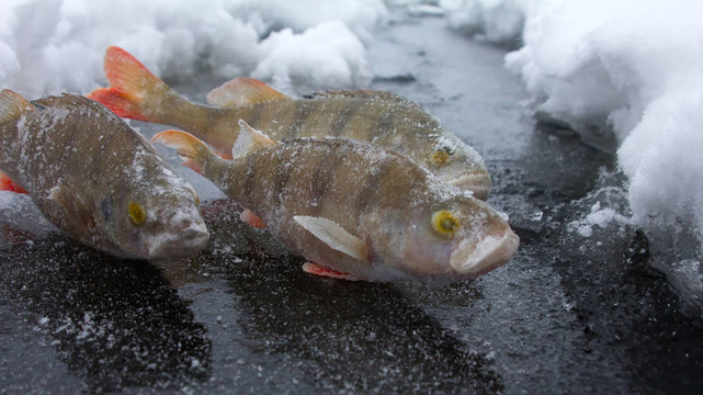 鱸魚釣魚