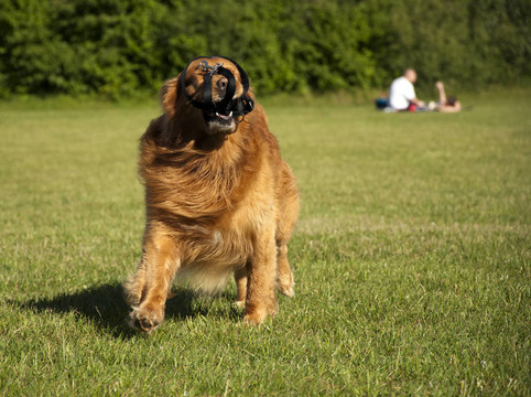 在公園玩的金毛獵犬。