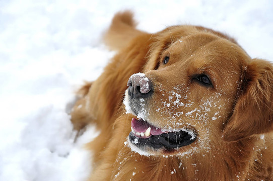 金毛獵犬在雪中?？鞓返墓?。