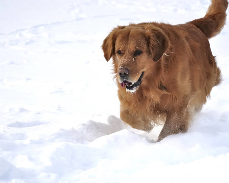 金毛獵犬在雪中?？鞓返墓?。