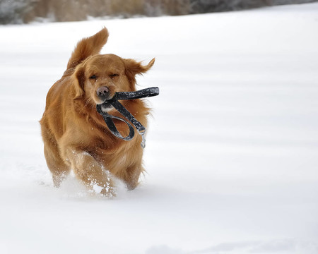 金毛獵犬在雪中。快樂的狗。