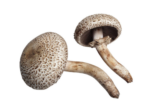 白底蘑菇