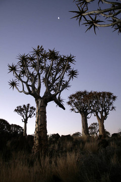 quivertree